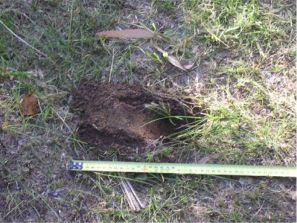 bandicoot hole in the yard